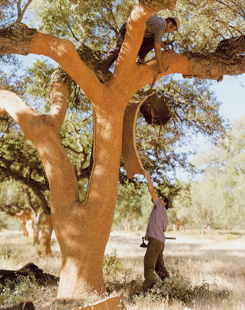 cork harvest